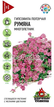 Гипсофила ползучая Румяна