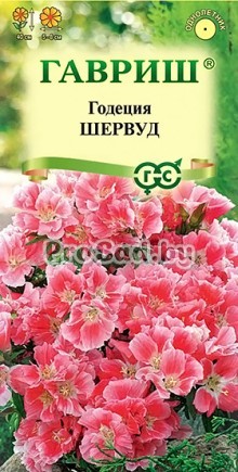 Годеция махровая Шервуд