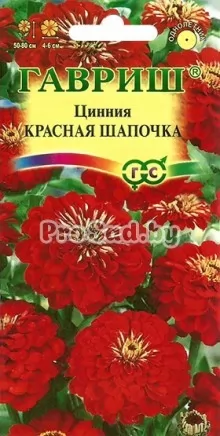 Цинния лилипут Красная шапочка