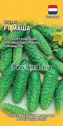 Огурец F1 Маша (Голландия)