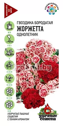 Гвоздика махровая (турецкая) Жоржетта, смесь