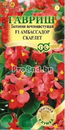 Бегония вечноцветущая F1 Амбассадор скарлет