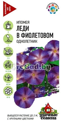 Ипомея Леди в фиолетовом