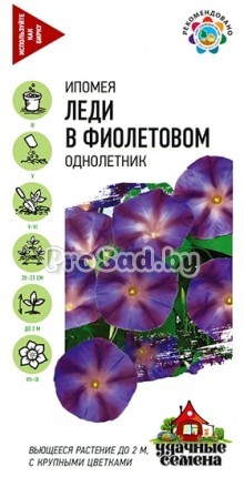 Ипомея Леди в фиолетовом