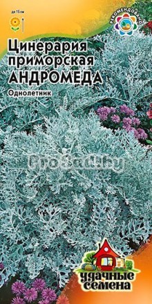 Цинерария приморская Андромеда