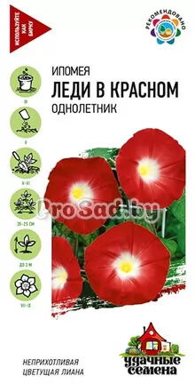 Ипомея Леди в красном