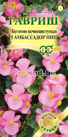 Бегония вечноцветущая Амбассадор пинк