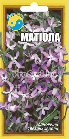 Маттиола однолетняя