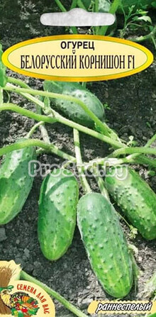 Огурец F1 Белорусский корнишон
